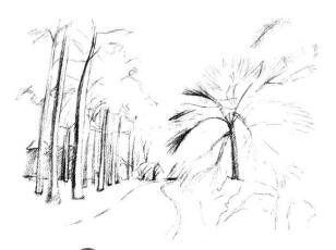 植物公園素描畫法步驟04