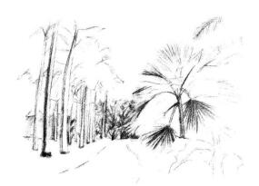 植物公園素描畫法步驟05