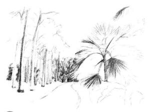 植物公園素描畫法步驟06
