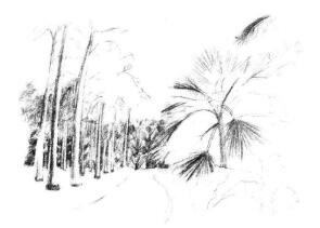 植物公園素描畫法步驟07