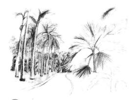 植物公園素描畫法步驟08