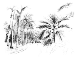 植物公園素描畫法步驟09