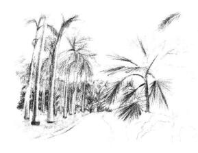 植物公園素描畫法步驟10