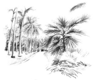 植物公園素描畫法步驟12