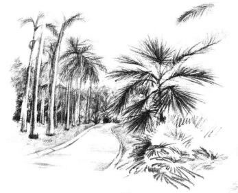 植物公園素描畫法步驟12