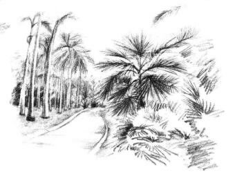 植物公園素描畫法步驟14