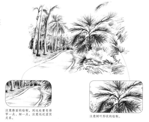 植物公園素描畫法