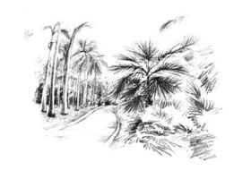 植物公園素描畫法