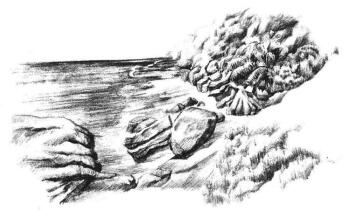 海邊景色素描畫法步驟13