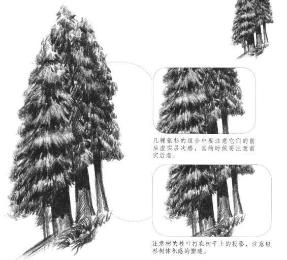 銀杉素描畫法