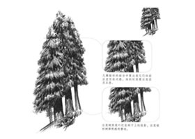 銀杉素描畫法