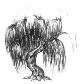 柳樹素描畫法步驟04