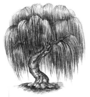 柳樹素描畫法步驟06