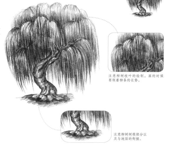 柳樹素描畫法