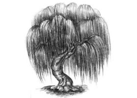 柳樹素描畫法