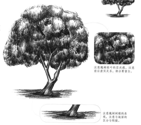 槐樹素描畫法
