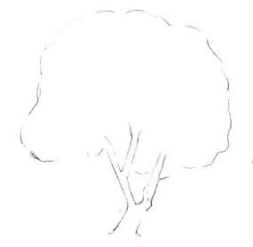 槐樹素描畫法步驟01