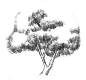 槐樹素描畫法步驟02