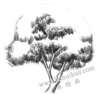 槐樹素描畫法步驟04