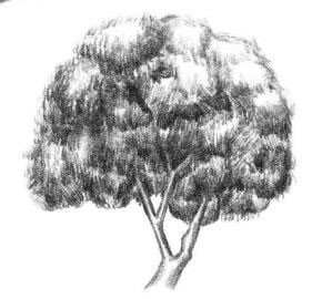 槐樹素描畫法步驟05