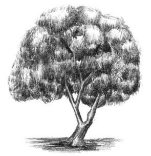 槐樹素描畫法步驟06