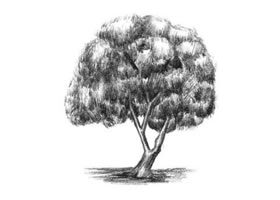 槐樹素描畫法