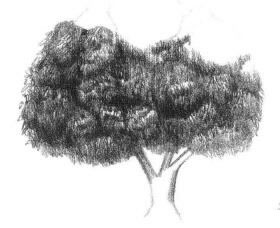 冬青樹素描畫法步驟04
