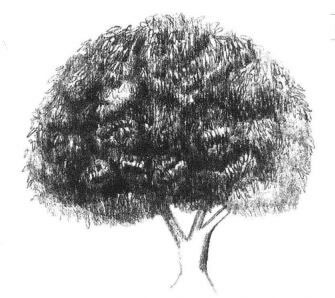 冬青樹素描畫法步驟05