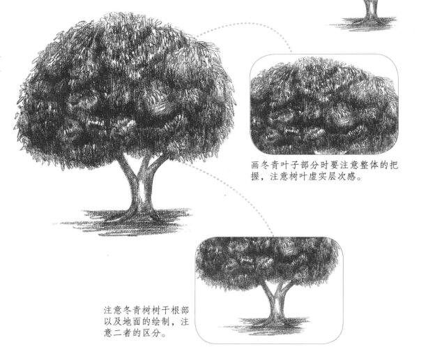 冬青樹素描畫法