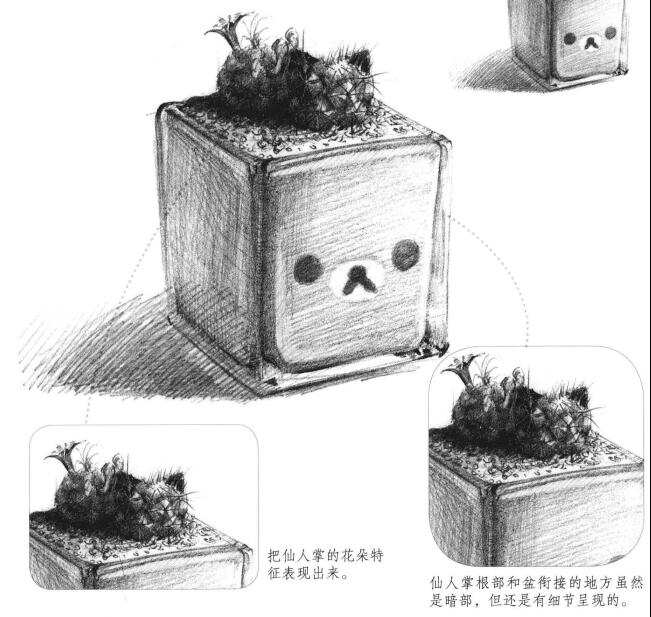 仙人掌素描畫法