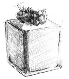 仙人掌素描畫法步驟03