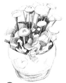 小盆栽雛菊素描畫法步驟03