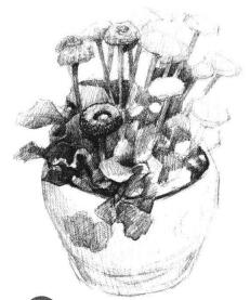 小盆栽雛菊素描畫法步驟04