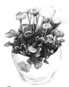 小盆栽雛菊素描畫法步驟05