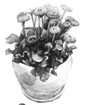 小盆栽雛菊素描畫法步驟06