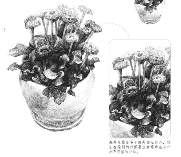 雛菊素描畫法