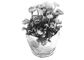 雛菊素描畫法