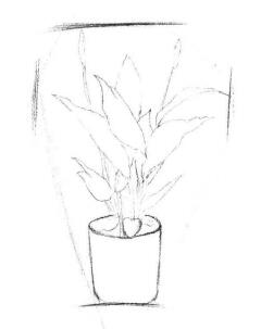 小盆栽白掌素描畫法步驟02