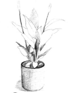 小盆栽白掌素描畫法步驟03