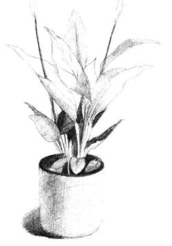 小盆栽白掌素描畫法步驟04