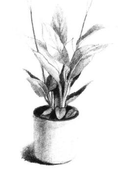 小盆栽白掌素描畫法步驟05