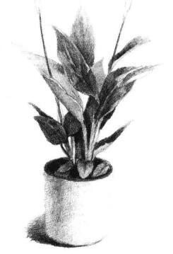 小盆栽白掌素描畫法步驟06