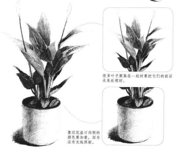 白掌素描畫法