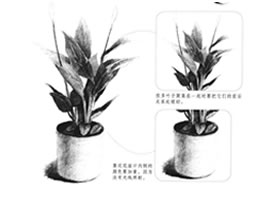 白掌素描畫法