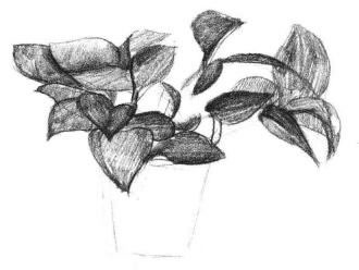 綠蘿的素描畫法步驟03