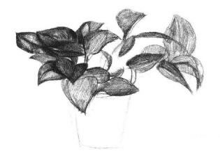綠蘿的素描畫法步驟04