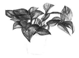綠蘿的素描畫法步驟05