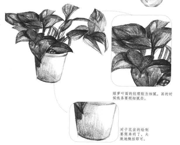 綠蘿的素描畫法