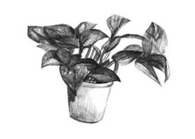 綠蘿的素描畫法