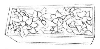 寶石花素描畫法步驟02